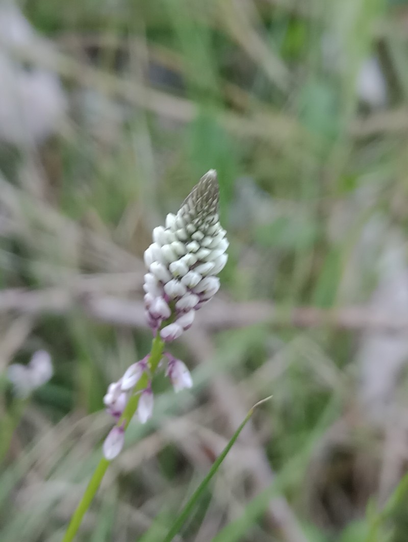 Senega linoides photo 2