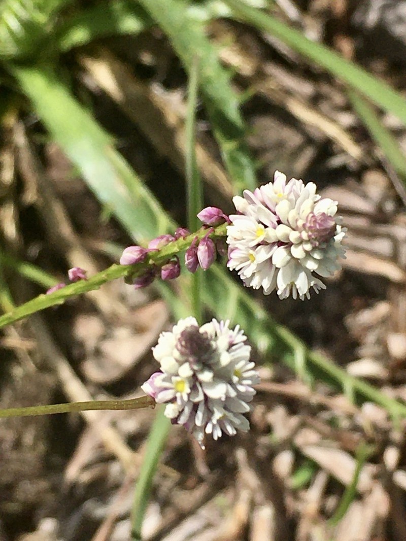 Senega linoides photo 4