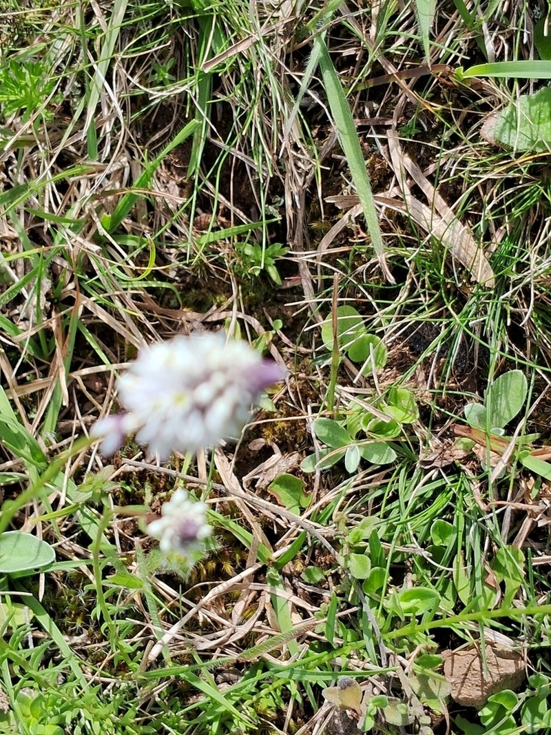 Senega linoides photo 5