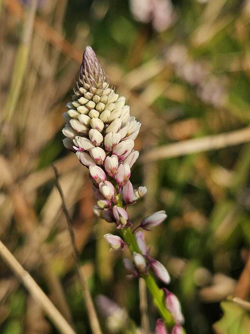 Senega linoides photo 6