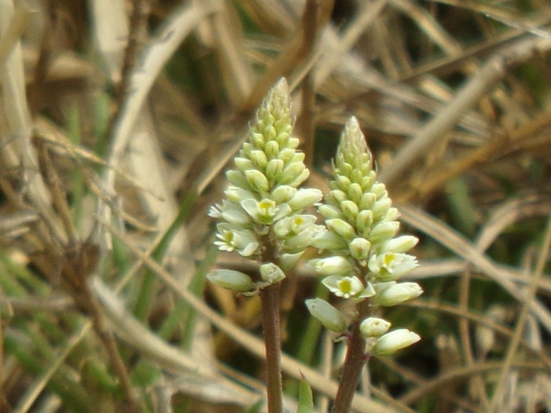 Senega linoides photo 7