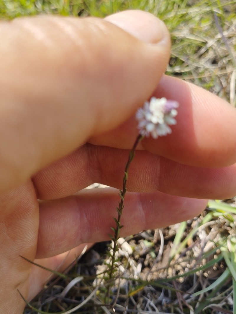 Senega linoides photo 8