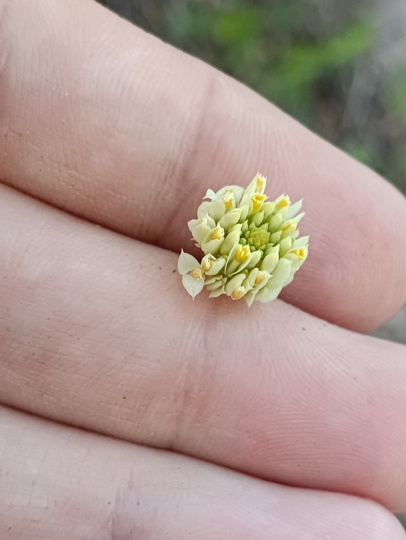 Longstem Milkwort