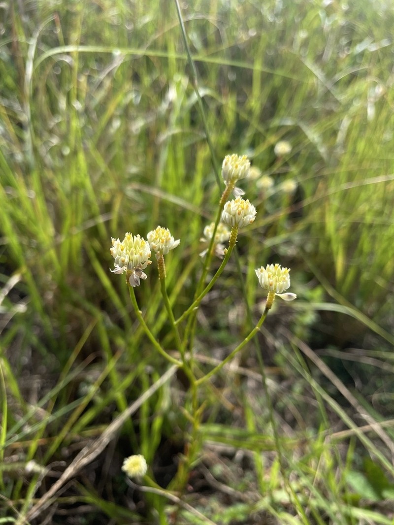 Longstem Milkwort photo 2