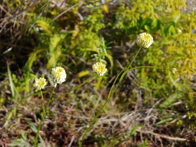 Longstem Milkwort photo 3