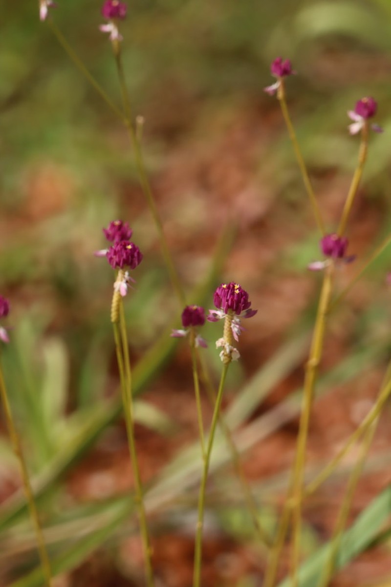 Longstem Milkwort photo 4