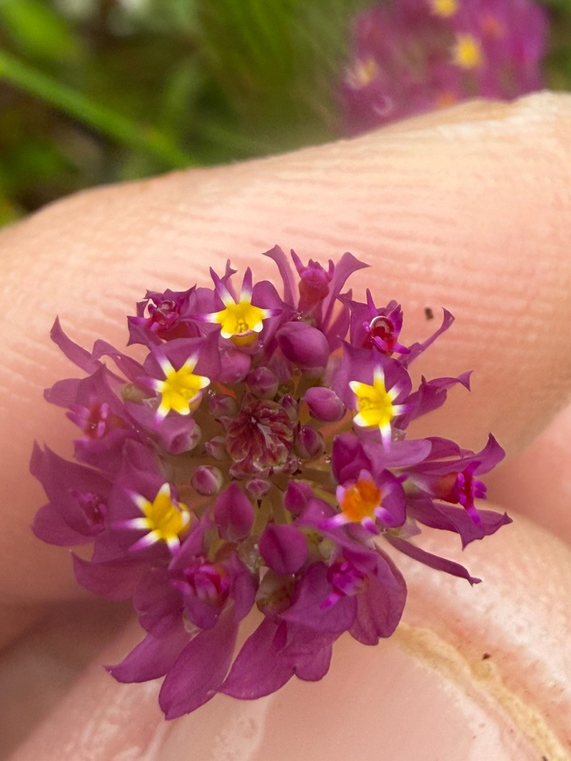 Longstem Milkwort photo 5