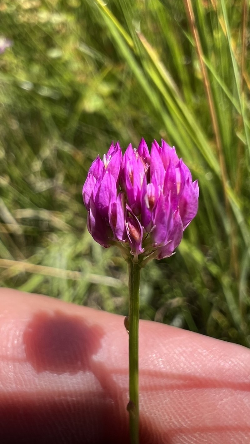 Longstem Milkwort photo 6