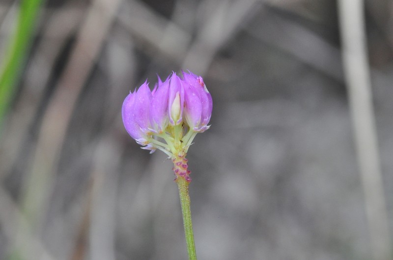 Longstem Milkwort photo 7