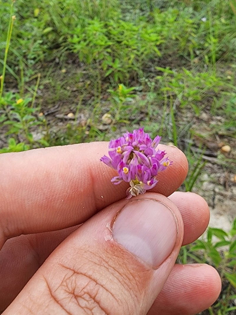 Longstem Milkwort photo 8