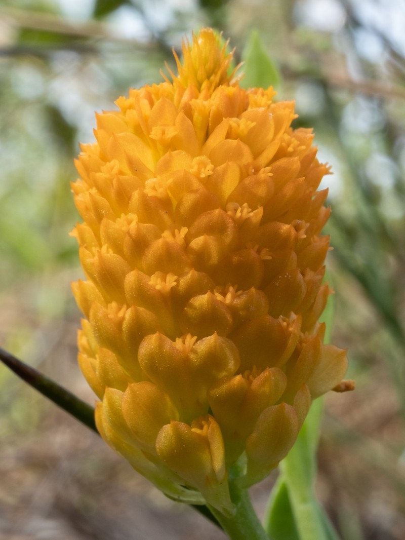 Orange Milkwort