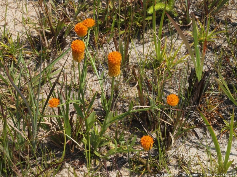 Orange Milkwort photo 2