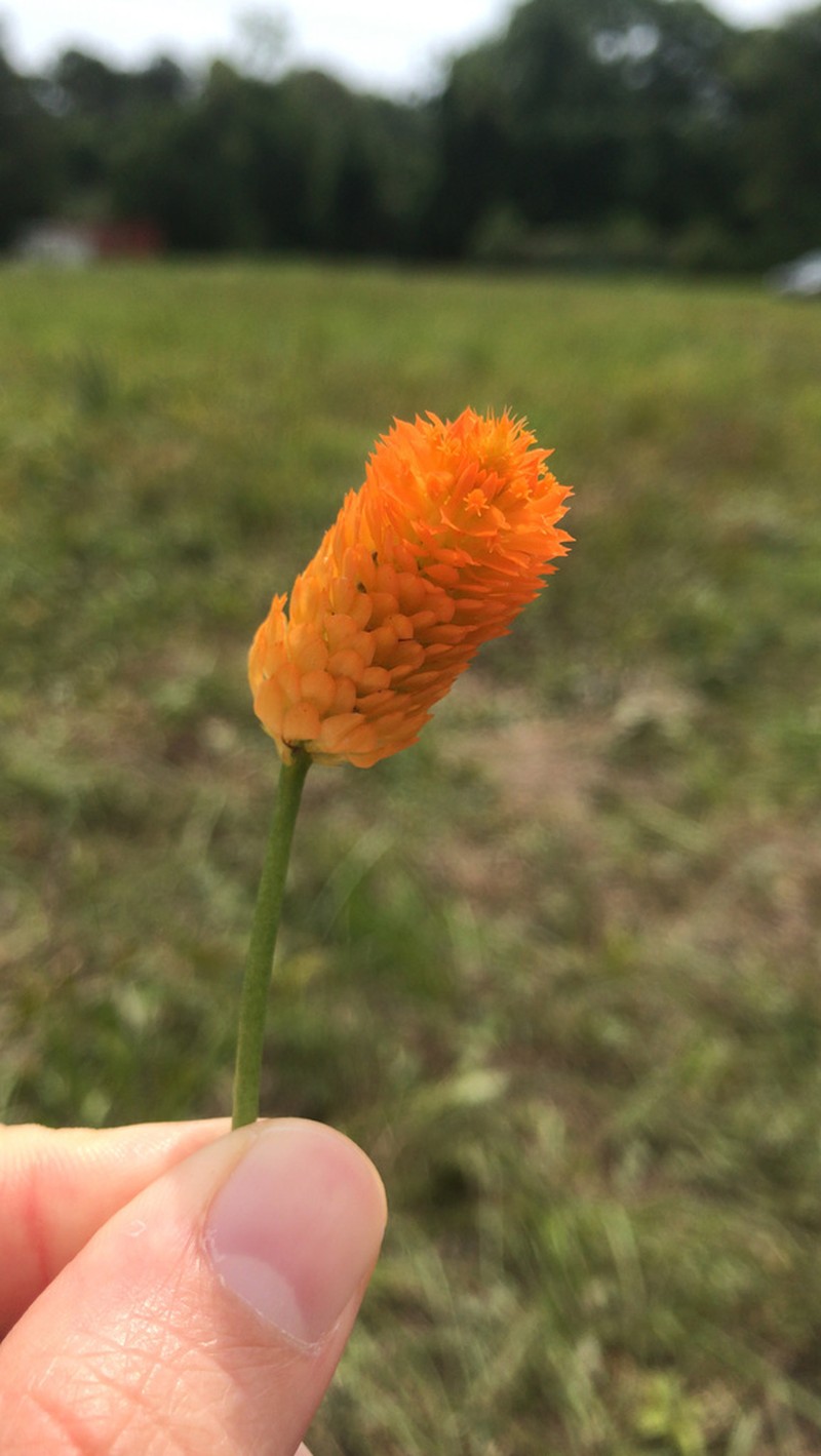 Orange Milkwort photo 3