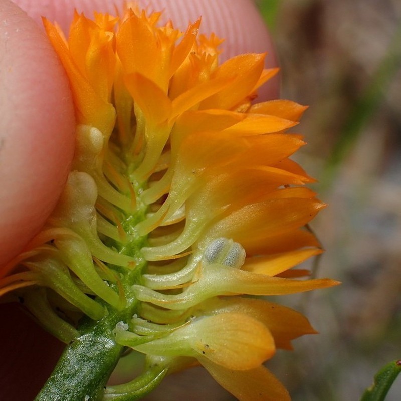 Orange Milkwort photo 4