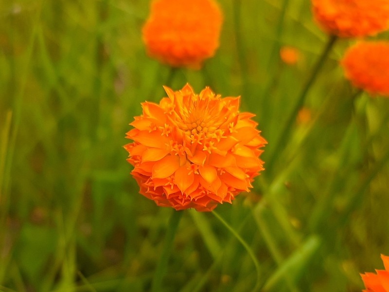 Orange Milkwort photo 5