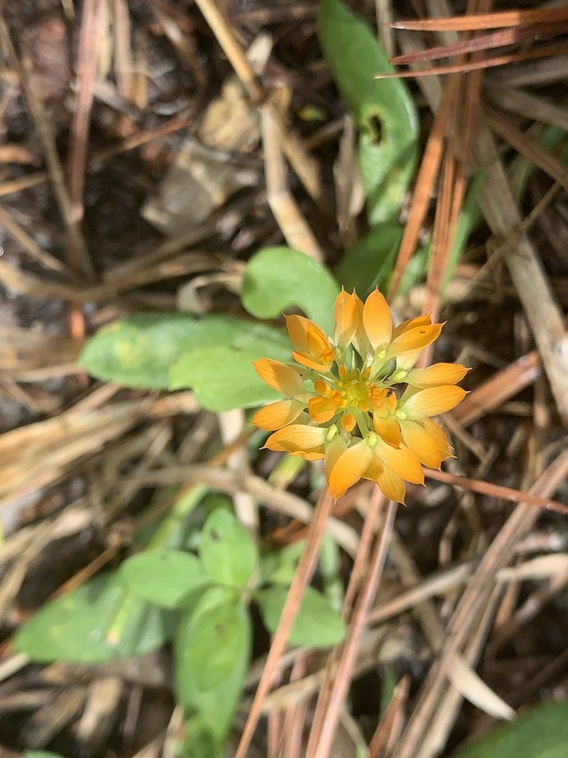 Orange Milkwort photo 6