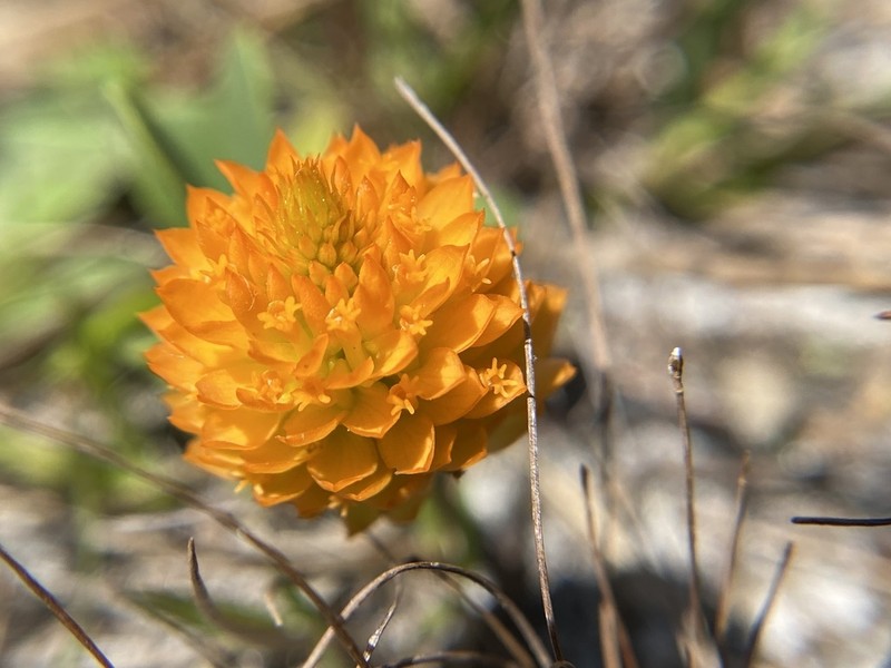 Orange Milkwort photo 7