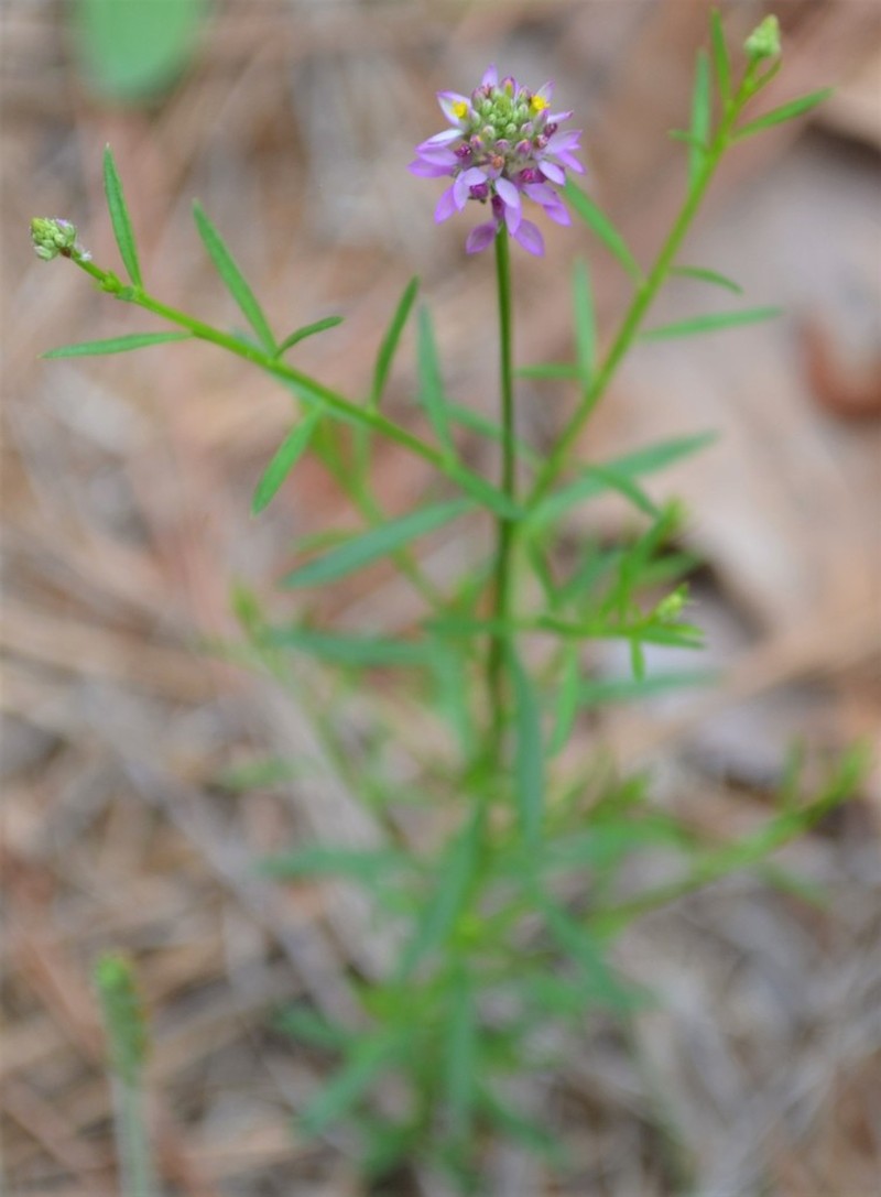Maryland Milkwort