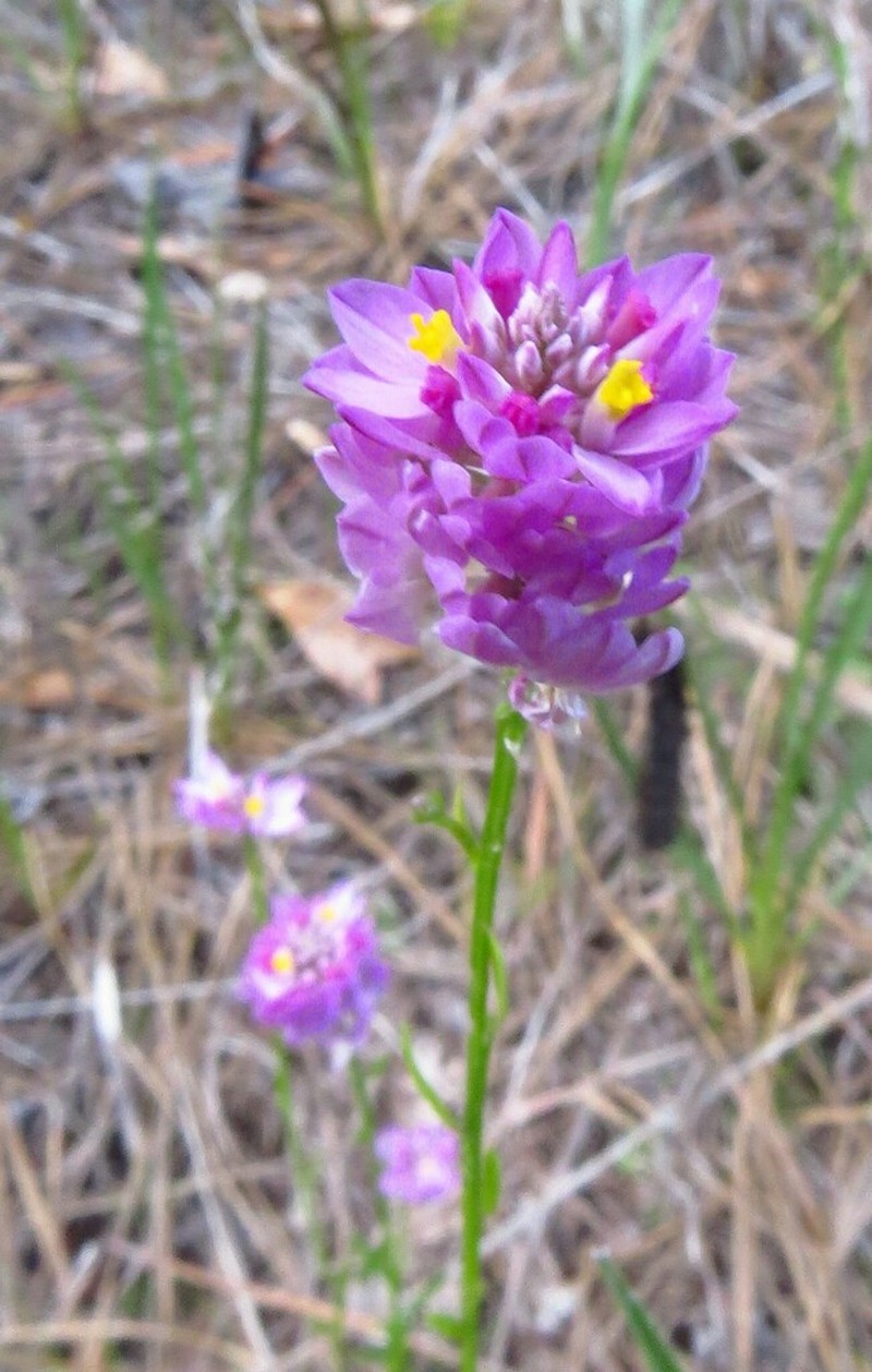 Maryland Milkwort photo 2
