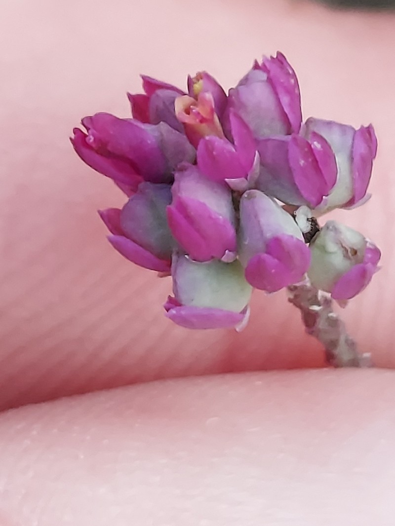 Maryland Milkwort photo 3