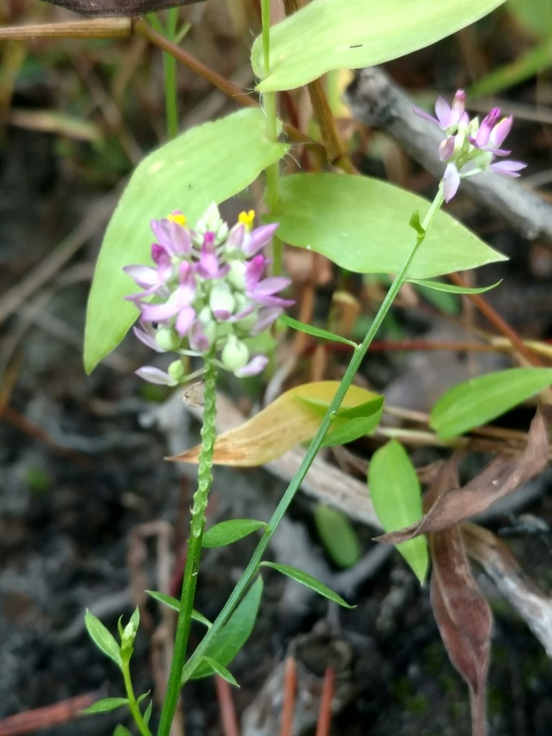 Maryland Milkwort photo 4