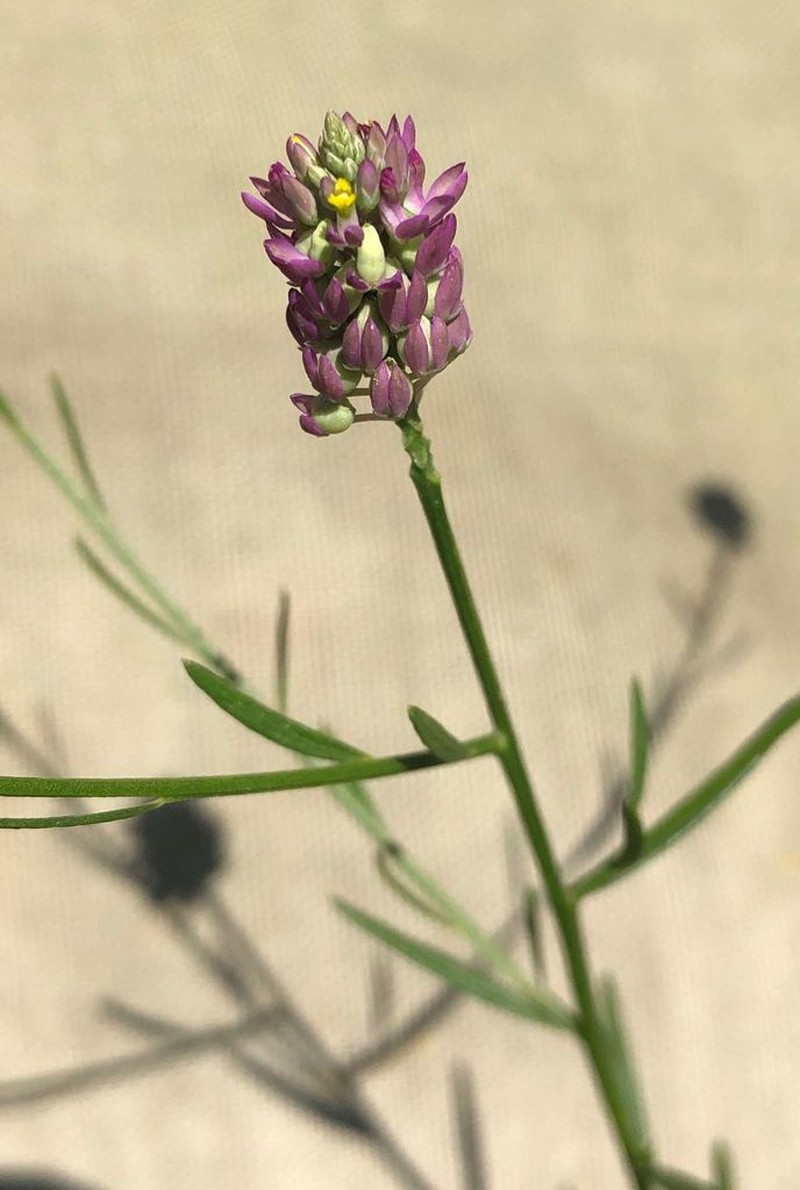 Maryland Milkwort photo 5