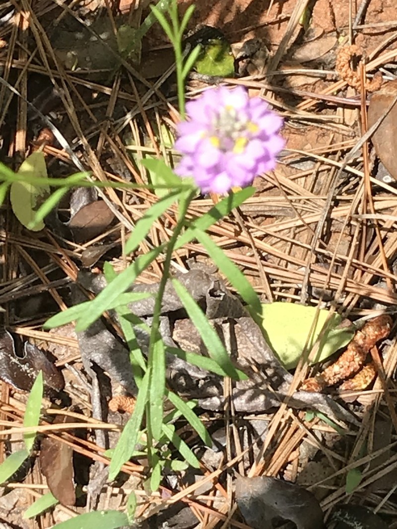 Maryland Milkwort photo 6