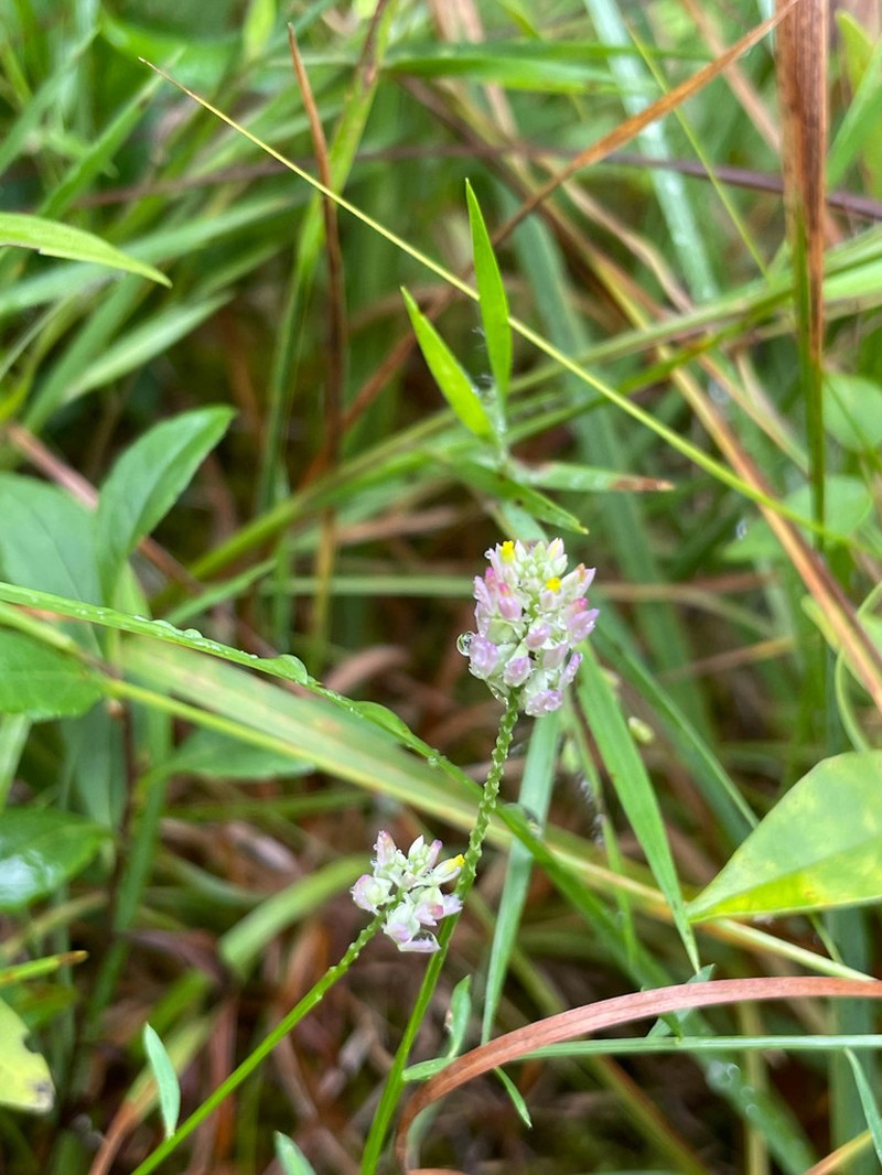 Maryland Milkwort photo 7