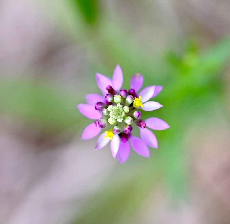 Maryland Milkwort photo 8