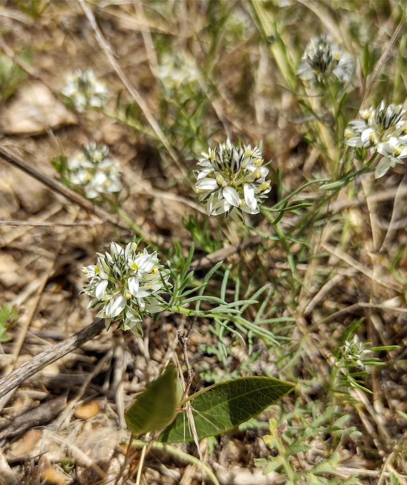 Senega mendocina
