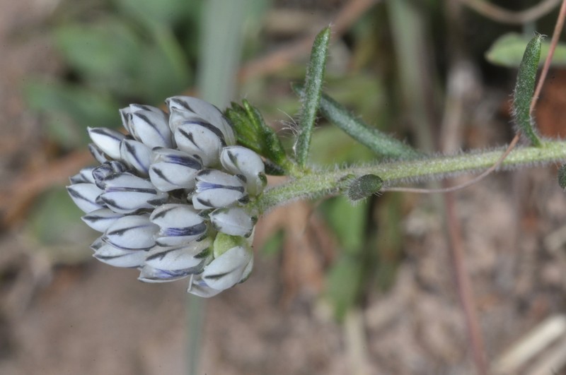 Senega mendocina photo 2