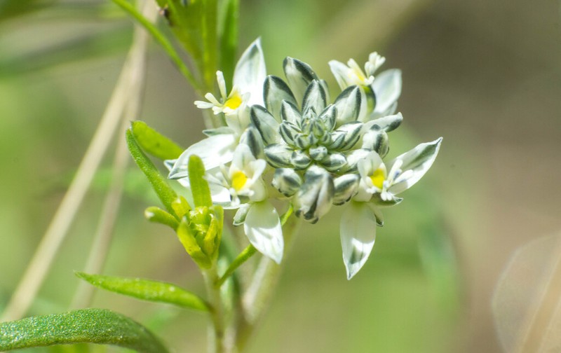 Senega mendocina photo 3
