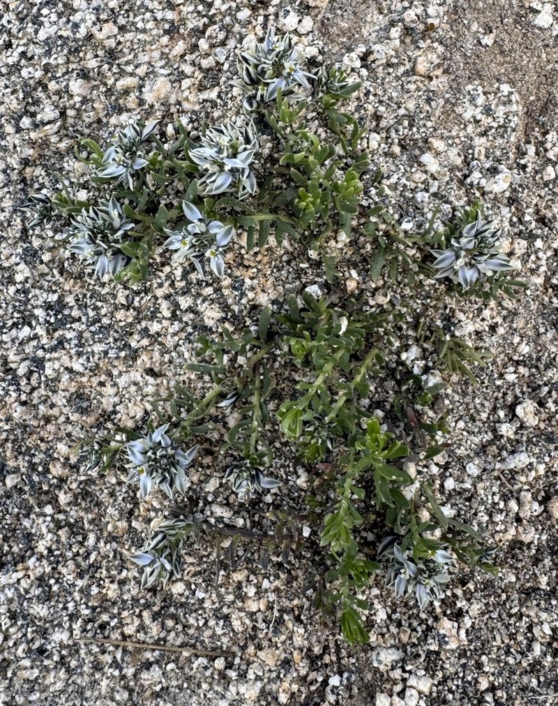 Senega mendocina photo 4