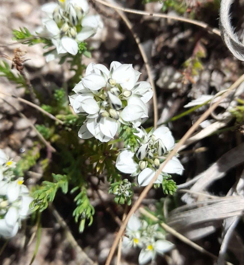 Senega mendocina photo 5
