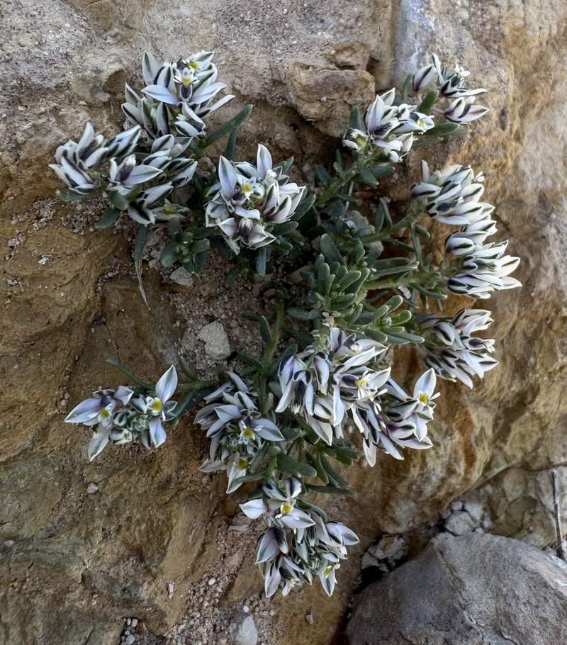 Senega mendocina photo 6