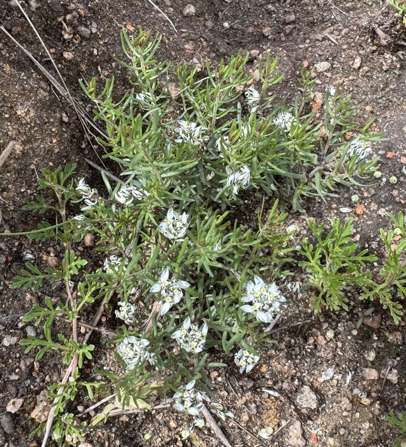 Senega mendocina photo 7