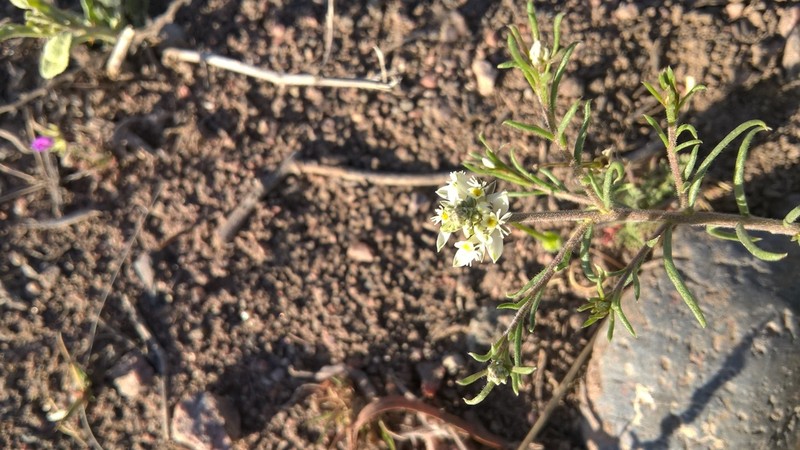 Senega mendocina photo 8