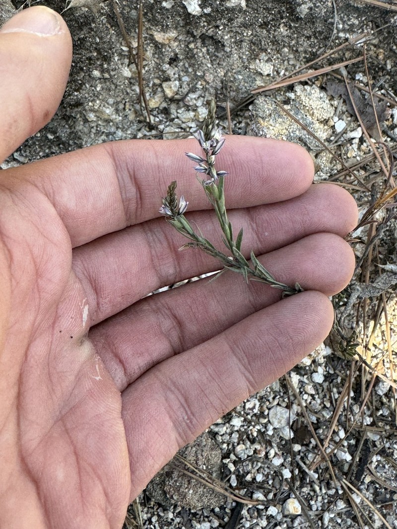 Senega mexicana