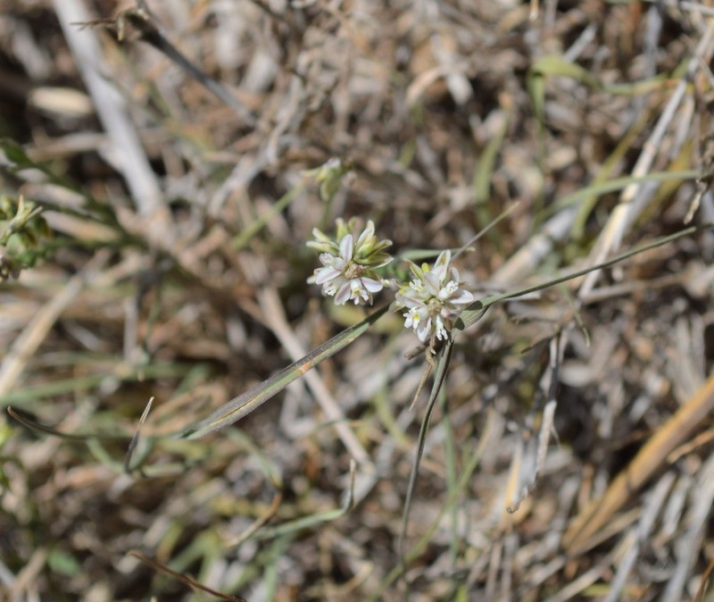 Senega mexicana photo 2