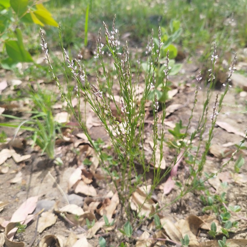Senega mexicana photo 3