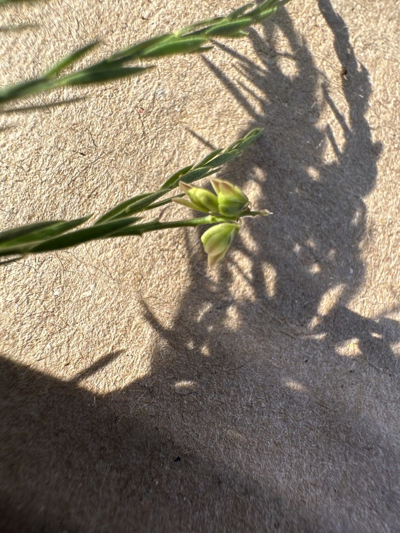 Senega mexicana photo 4