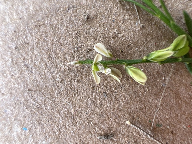 Senega mexicana photo 5
