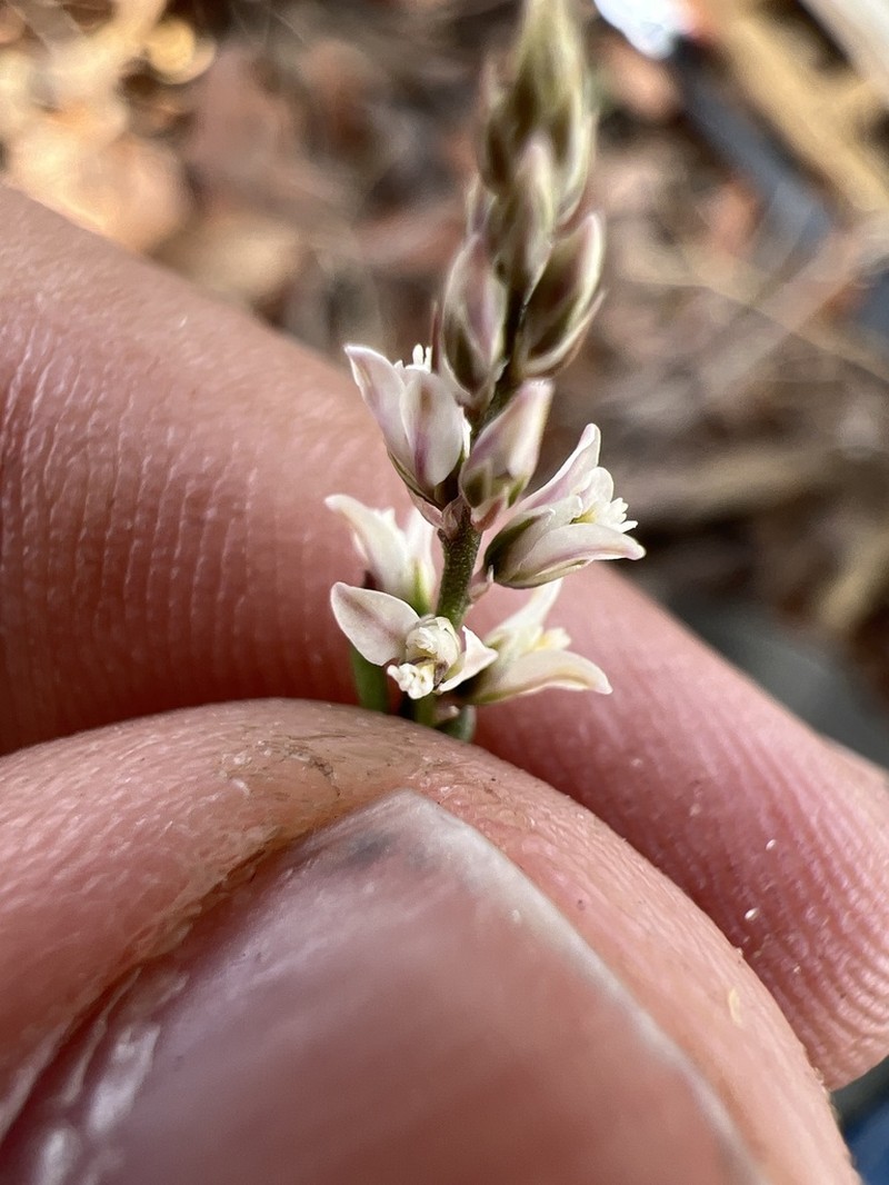 Senega mexicana photo 6