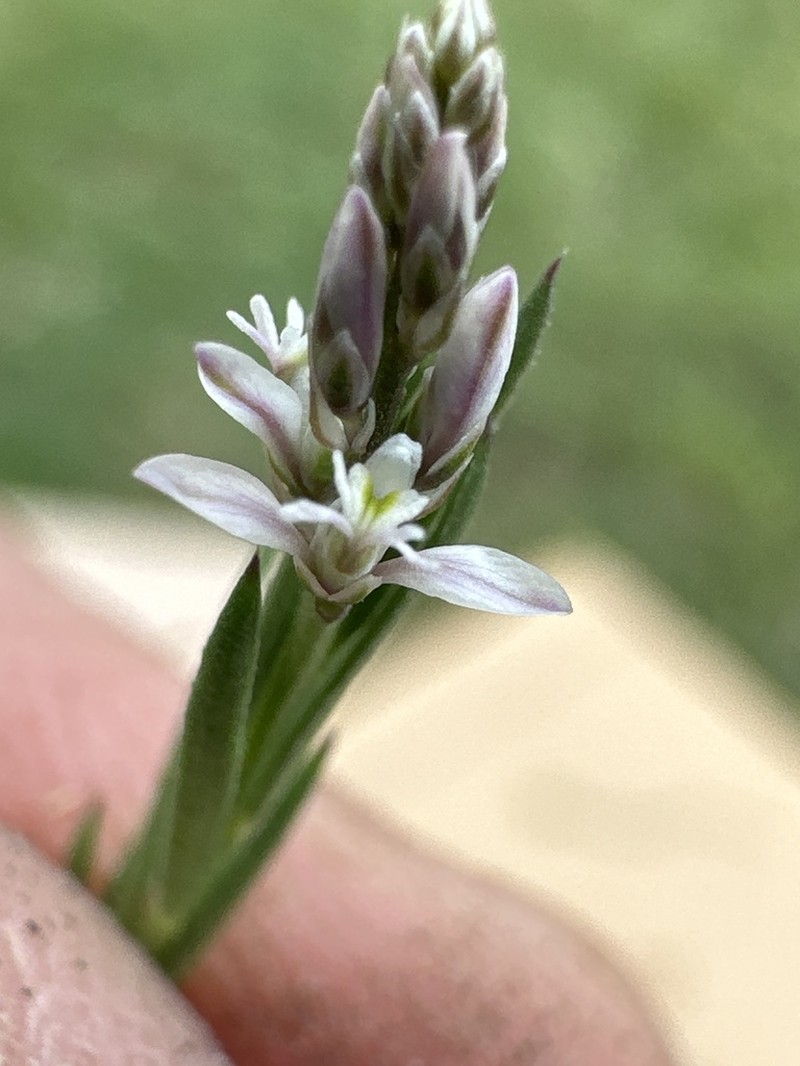 Senega mexicana photo 7