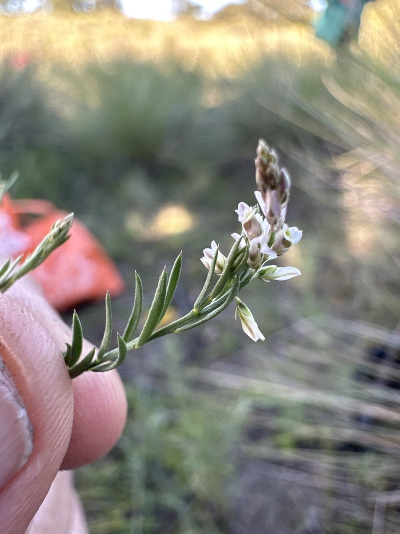 Senega mexicana photo 8