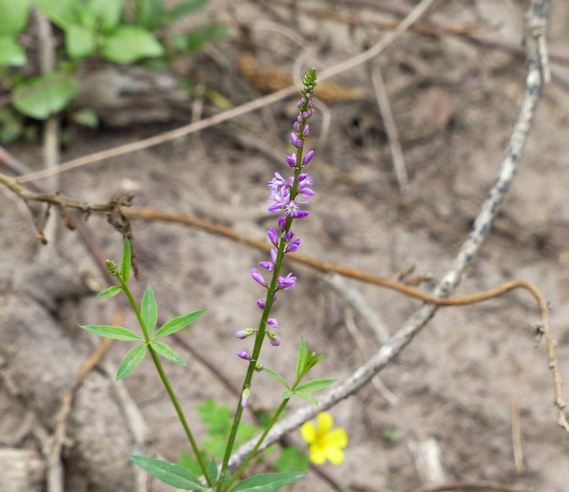 Senega molluginifolia
