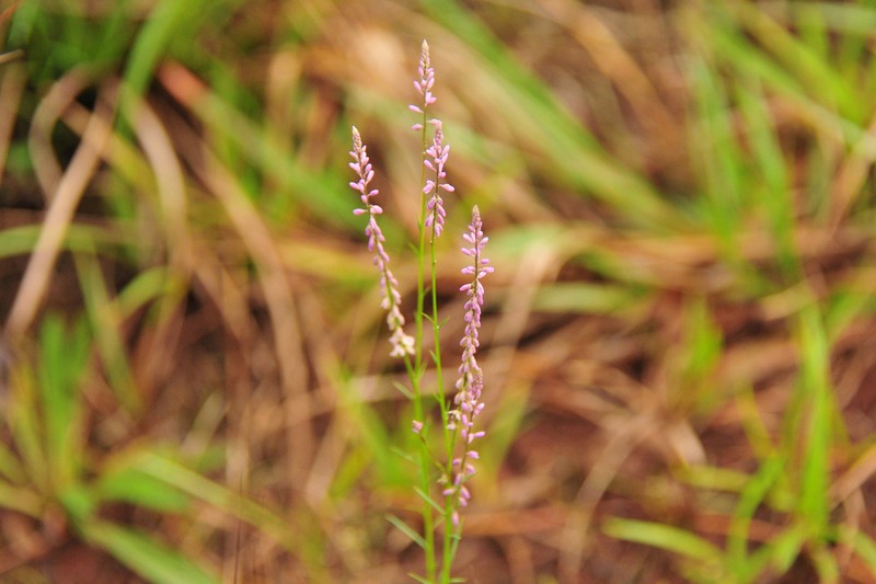 Senega molluginifolia photo 2