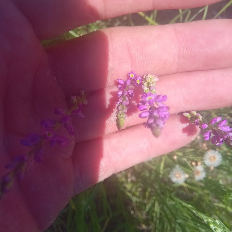 Senega molluginifolia photo 3
