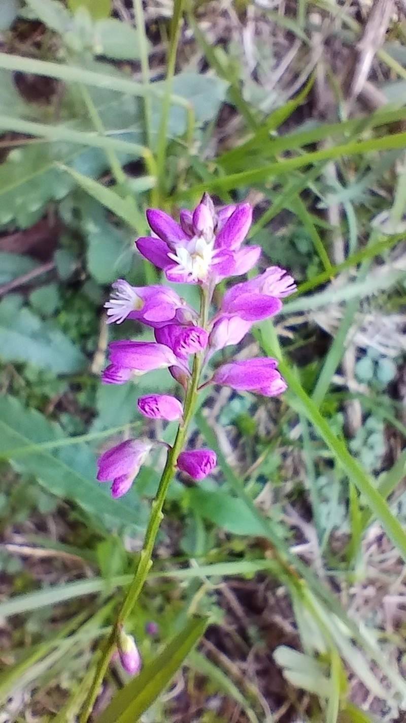 Senega molluginifolia photo 4