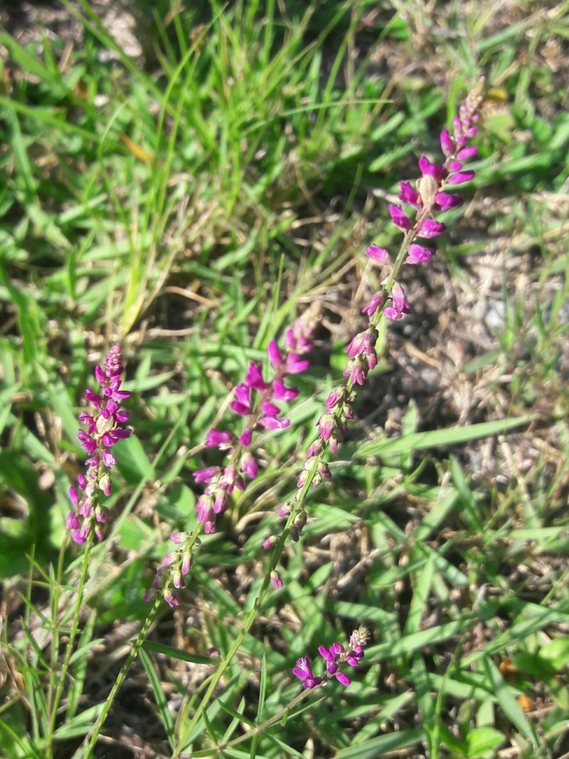 Senega molluginifolia photo 5